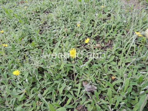 hawkweed, mouseear